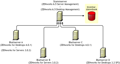 Blattserver mit verschiedenen Versionen von ZENworks for Desktops 3.2 SP 2, ZENworks for Desktops 4.x oder ZENworks for Servers 3.0.2, die ein Roll-up der Inventarinformationen auf den Stammserver durchfhren, auf dem ZENworks 6.5 Desktop Management und ZENworks 6.5 Server Management installiert ist.