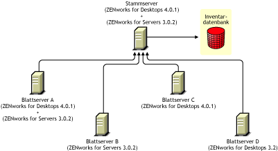 Blattserver mit verschiedenen Versionen von ZENworks for Desktops 3.2, ZENworks for Desktops 4.x oder ZENworks for Servers 3.0.2, die ein Roll-up der Inventarinformationen auf den Stammserver durchfhren, auf dem ZENworks for Desktops 4.0.1 und ZENworks for Servers 3.0.2 installiert ist.