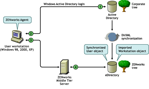 Using a ZENworks tree in an Active Directory environment.