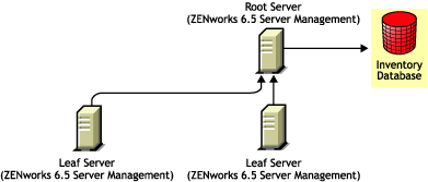 ZENworks 6.5 Server Management Leaf Servers roll up to ZENworks 6.5 Server Management Root Server.