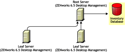 ZENworks 6.5 Desktop Management Leaf Servers roll up to ZENworks 6.5 Desktop Management Root Server