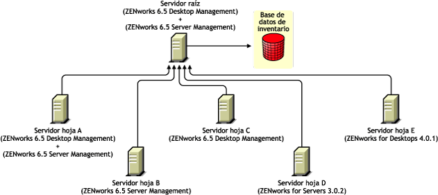 Los servidores hoja tienen diferentes versiones de ZENworks que transfieren la información de inventario a un servidor raíz con ZENworks 6.5 Desktop Management y ZENworks 6.5 Server Management.