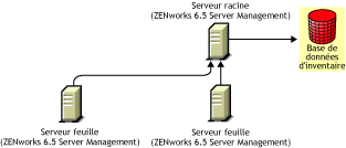 ZENworks 6.5 Server Management Serveurs feuille transfrent vers ZENworks 6.5 Server Management Serveur racine.