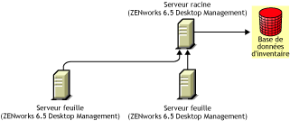 Les serveurs feuilles de ZENworks 6.5 Desktop Management transfrent vers le serveur racine de ZENworks 6.5 Desktop Management.