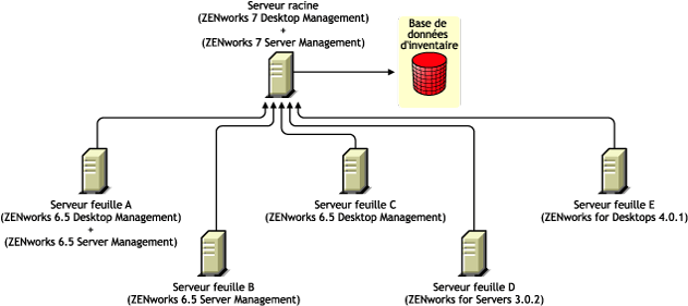 Les serveurs feuilles possèdent différentes versions de ZENworks qui transfèrent en amont les informations d'inventaire vers le serveur racine possédant ZENworks 7 Desktop Management et ZENworks 7 Server Management.