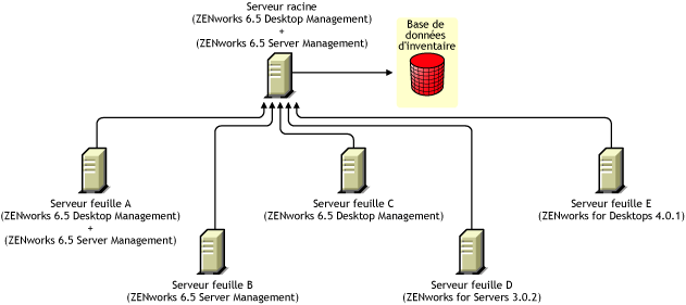 Les serveurs feuilles possèdent différentes versions de ZENworks qui transfèrent en amont les informations d'inventaire vers le serveur racine possédant ZENworks 6.5 Desktop Management et ZENworks 6.5 Server Management.