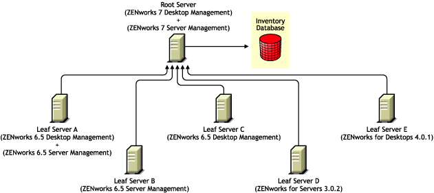 Leaf Servers having different versions of ZENworks rolling up the inventory information to the Root Server having ZENworks 7 Desktop Management and ZENworks 7 Server Management.