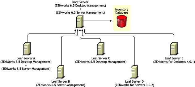 Leaf Servers having different versions of ZENworks rolling up the inventory information to the Root Server having ZENworks 6.5 Desktop Management and ZENworks 6.5 Server Management.